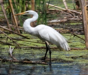 2016 06 11 WildLife MPLS 047